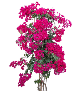 Decorative flower
